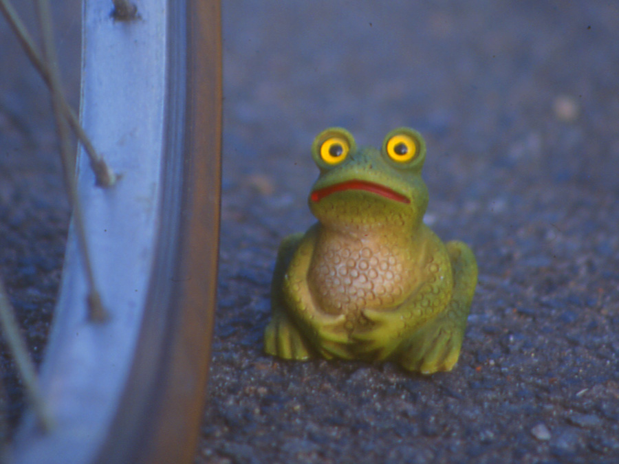 Frosch in Gefahr!